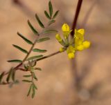 Hippocrepis multisiliquosa