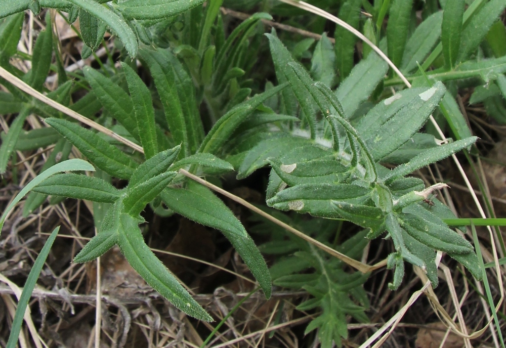 Изображение особи Cirsium polonicum.