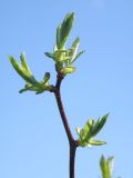 Crataegus arnoldiana. Верхушка веточки с молодыми побегами. Окр. Томска, собственный питомник в культуре. 30 мая 2012 г.