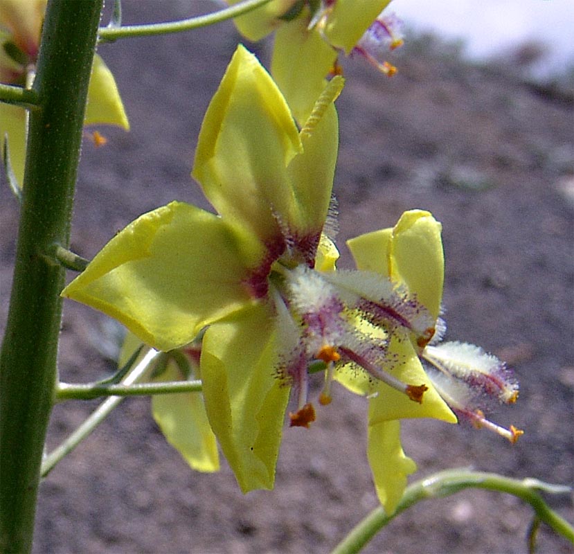 Изображение особи Verbascum nudicaule.