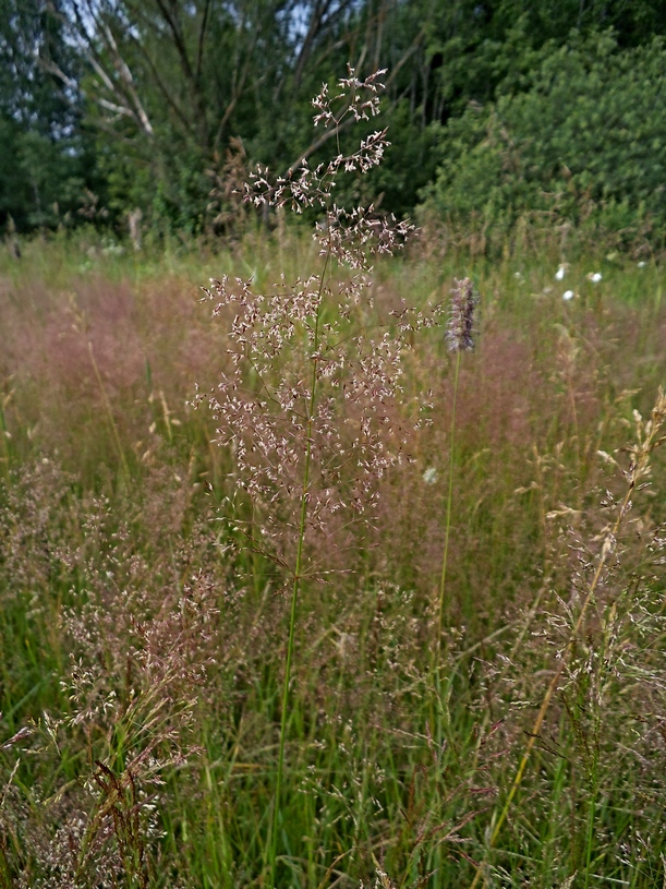 Изображение особи Agrostis &times; murbeckii.