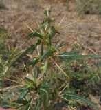 Xanthium spinosum