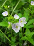 Veronica peduncularis. Соцветие. Краснодарский край, Кущёвский р-н, станица Шкуринская, пустыри. 12.05.2009.