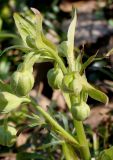 Helleborus foetidus