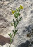 Medicago rupestris