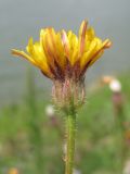 Crepis rhoeadifolia. Соцветие. Крым, предгорья, Партизанское вдхр., пойма р. Альма. 28 июля 2013 г.