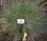 Festuca pallens. Цветущее растение. Германия, г. Krefeld, Ботанический сад. 10.06.2013.