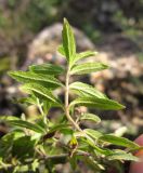 Veronica umbrosa