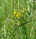 Lysimachia davurica. Верхушка цветущего растения. Иркутская обл., луг в окр. Иркутска. 05.07.2013.