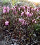 Andromeda polifolia