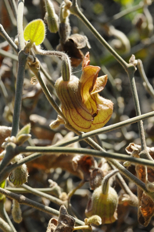 Изображение особи Aristolochia californica.