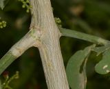 Salvadora persica