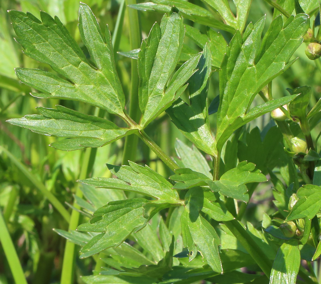 Лютик ползучий (Ranunculus repens)