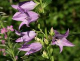 Campanula latifolia