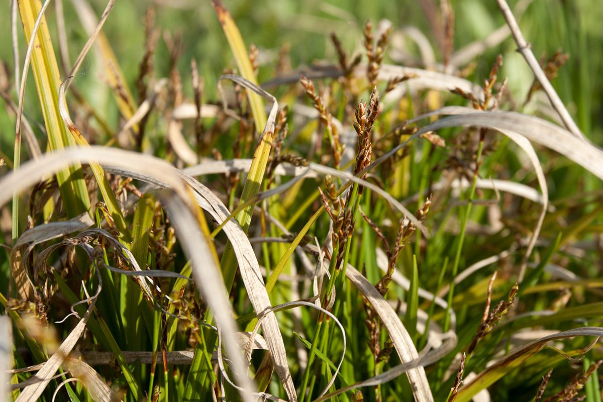 Изображение особи Carex ornithopoda.