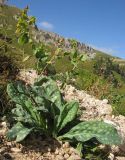 Cerinthe подвид caucasica