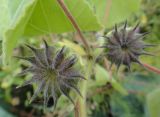 Abutilon theophrasti