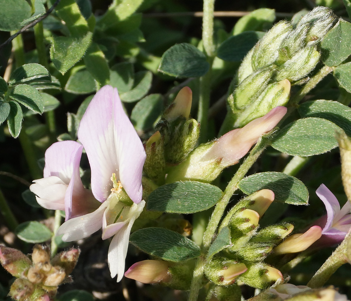 Изображение особи Astragalus megalanthus.