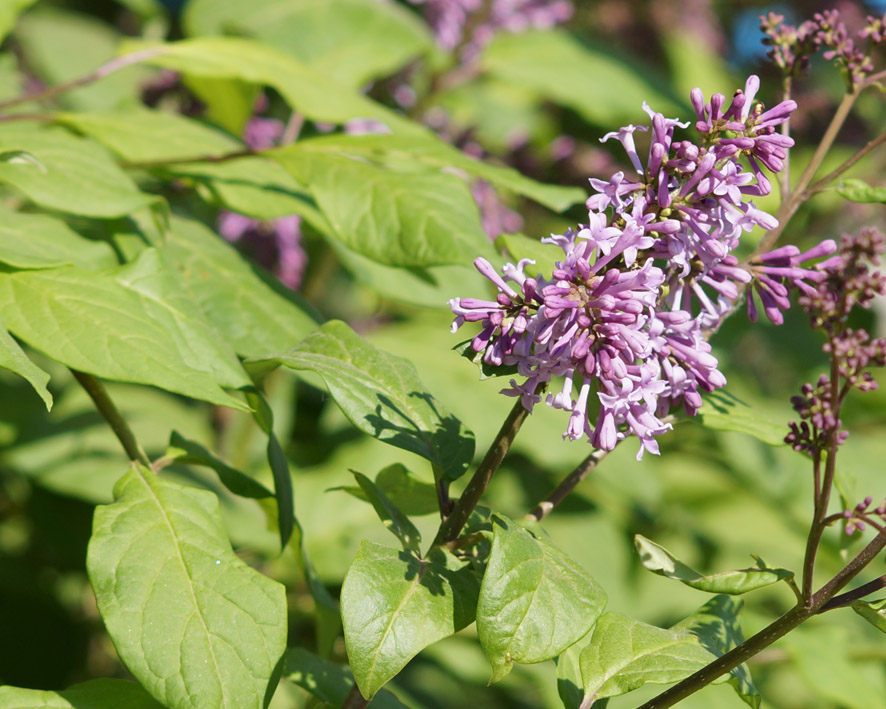 Изображение особи Syringa josikaea.