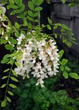 Robinia pseudoacacia