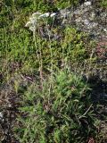 Achillea apiculata