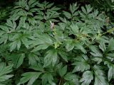 Corydalis gigantea. Верхушка цветущего растения. Приморье, Партизанский городской округ, в тайге у таежного ключа. 19.06.2016.