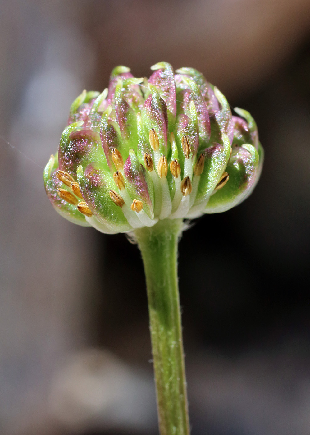 Изображение особи Anemonastrum protractum.