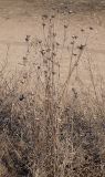 Centaurea scabiosa. Сухие прошлогодние растения на железнодорожной насыпи. Ленинградская обл., окр. ж-д ст. Кавголово. 26.04.2009.