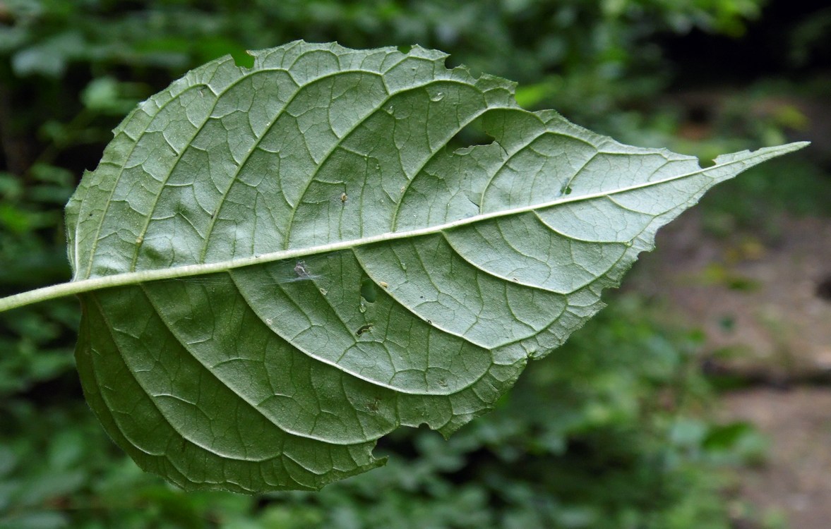 Изображение особи Circaea lutetiana.