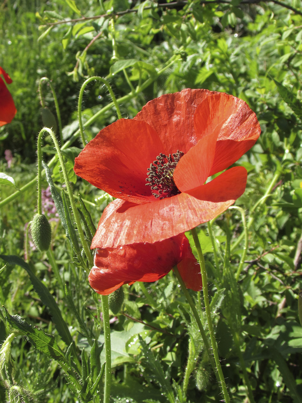 Image of Papaver rhoeas specimen.