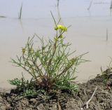 Rorippa brachycarpa. Цветущее растение. Краснодарский край, Щербиновский р-н, урочище Лиман Большой, гребень колеи в сазовой степи. 04.05.2017.