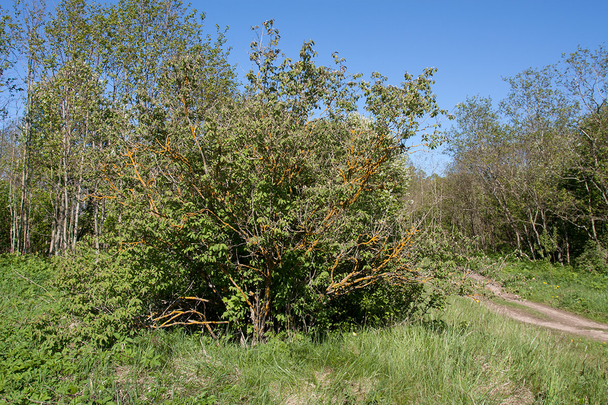 Изображение особи Lonicera xylosteum.