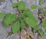 Campanula pendula