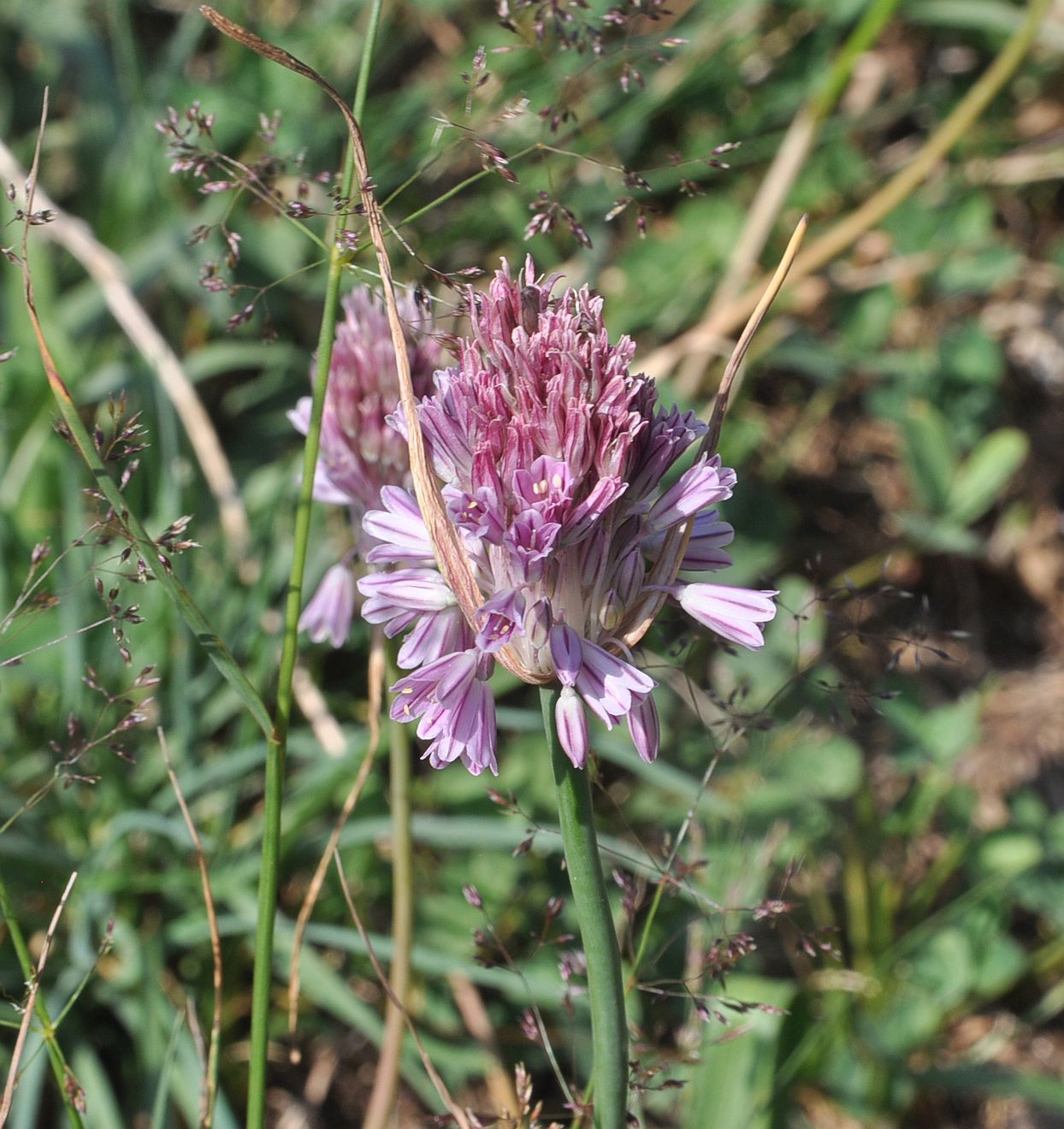 Изображение особи Allium kunthianum.