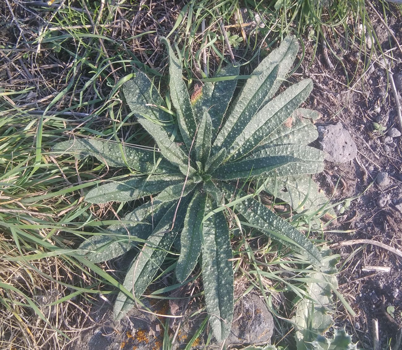 Изображение особи род Echium.