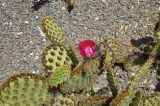 Opuntia aciculata