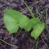 Petasites spurius. Листья с гуттационными каплями. Пермский край, Оханский р-н, Кунчурихинский бор, подтопляемый берег Воткинского водохранилища. 18.08.2018.