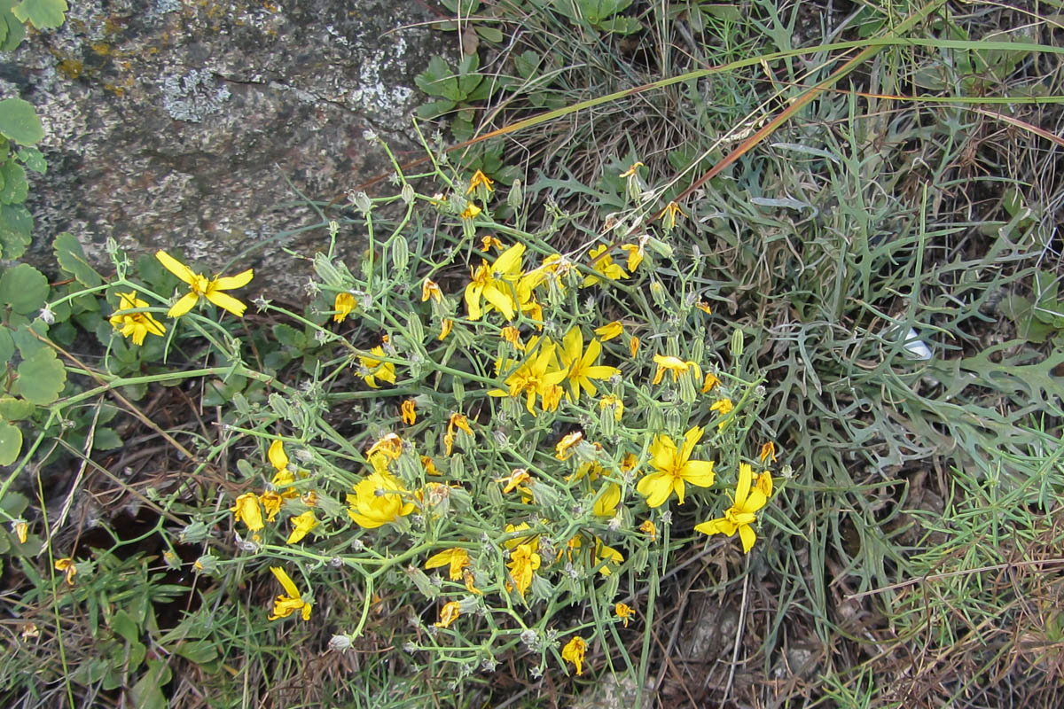 Изображение особи Youngia tenuifolia ssp. altaica.