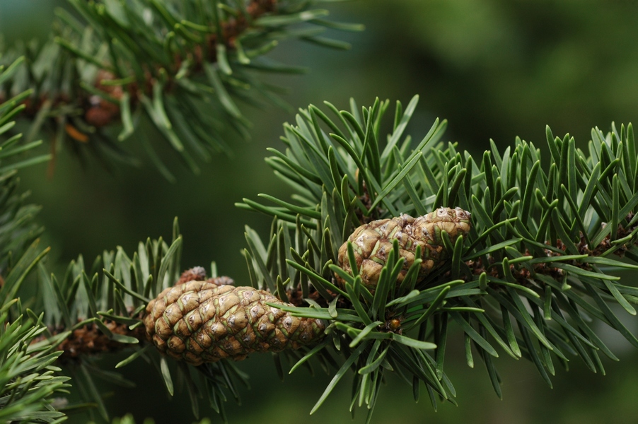 Изображение особи Pinus banksiana.
