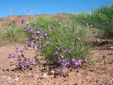 Astragalus nematodes. Цветущее растение. Южный Казахстан, вост. предгорья хр. Сырдарьинский Каратау, Закаратауская равнина (возвышенность), сев. побережье оз. Ащиколь, прибрежные пестроцветы. 6 мая 2019 г.