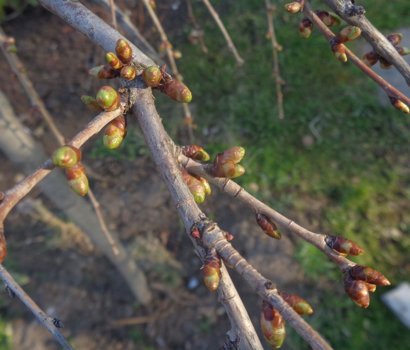 Изображение особи Cerasus subhirtella.