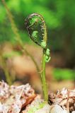 Pseudocystopteris spinulosa