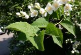 Philadelphus pubescens. Побег. Тверская обл., г. Тверь, Заволжский р-н, возле частного дома. 23 июня 2020 г.