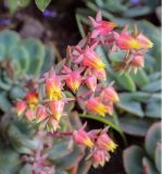 род Echeveria. Соцветие. Санкт-Петербург, Петродворцовый р-н, Петергоф, Нижний парк, клумба. 09.09.2020.