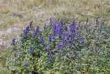 Aconitum altaicum