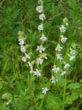 Silene dichotoma