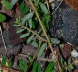 Euphorbia forskaolii