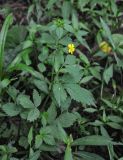 Potentilla cryptotaeniae. Цветущее растение. Приморье, Хасанский р-н, п-ов Гамова, окр. мыса Гамова, опушка широколиственного леса. 01.08.2021.