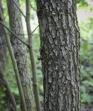 род Crataegus