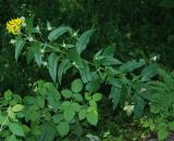 Senecio nemorensis. Верхушка цветущего растения. Алтай, южный берег Телецкого озера. 29.07.2010.